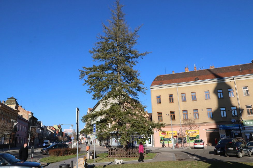 Douglaska tisolistá byla symbolem Vánoc v Hodoníně přibližně 50 let. Přestože na ní zůstaly žárovky, radnice je už nerozsvěcuje.