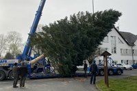 Vánoční jedle pro Plzeň: Statný jehličnan pokáceli v Třemošné