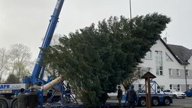 Kácení vánočního stromu pro Plzeň v Třemošné na Plzeňsku: Pokládání pokácené jedle na návěs, který ji převeze do centra Plzně.