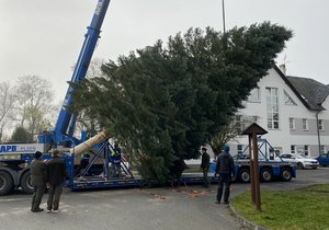 Kácení vánočního stromu pro Plzeň v Třemošné na Plzeňsku: Pokládání pokácené jedle na návěs, který ji převeze do centra Plzně.