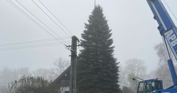 Jedle ojíněná u domu Kolečkových v Třemošné na Plzeňsku. Stromi nejprve ukotvili k jeřábu, aby po pokácení nepadl.