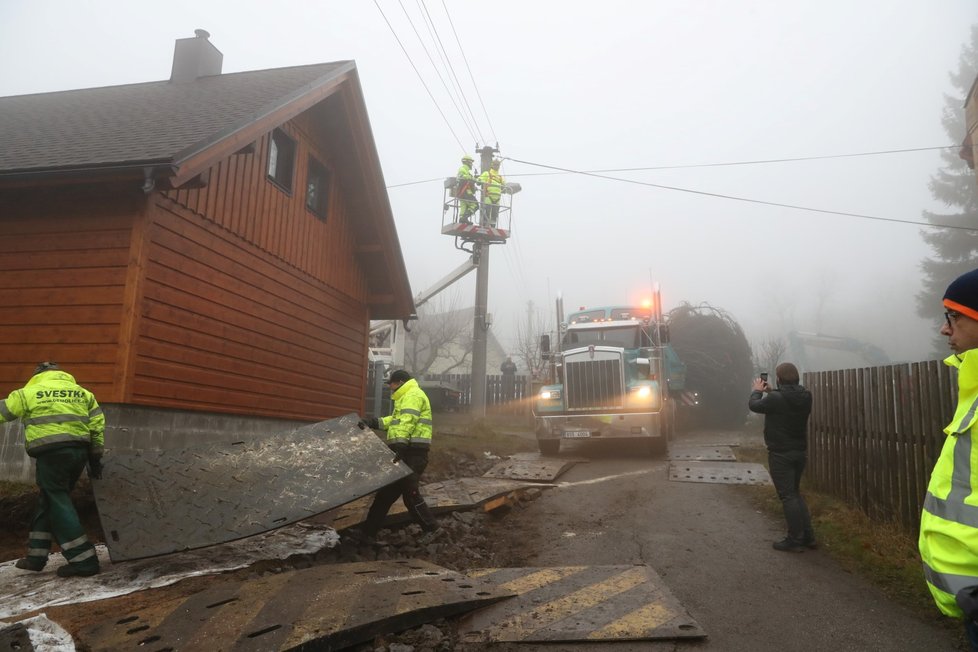 Vánoční strom pro Prahu je z Pěnčína.