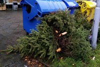 Kam s ním? Vánoční stromky k popelnicím v Brně nepatří! Do sběrných dvorů nebo nařezat