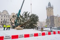 Těžká technika odvezla Vánoční strom ze Staroměstského náměstí. Bude z něj nábytek pro azylový dům