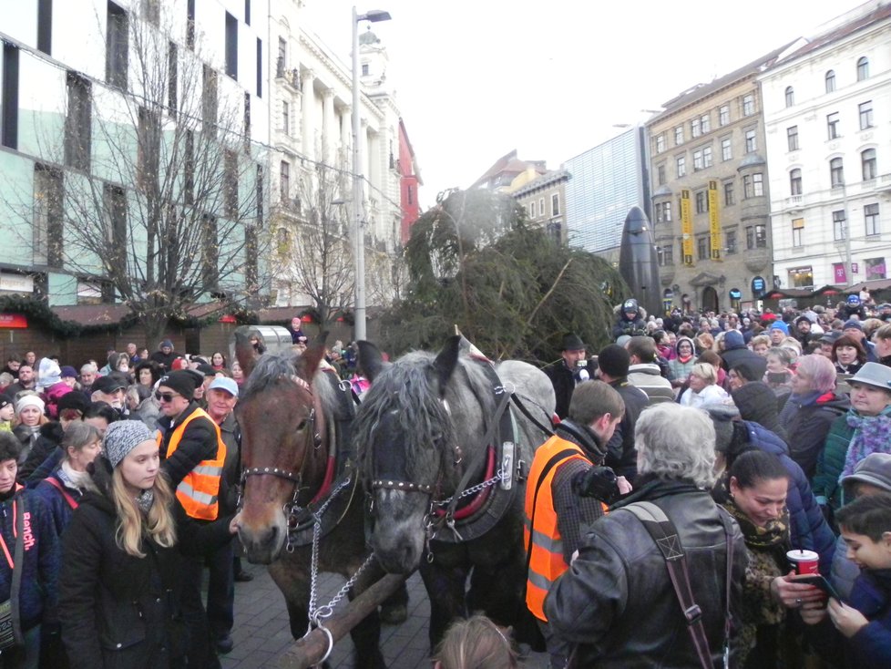 Brňané vítají Barona a Natasju na náměstí Svobody.