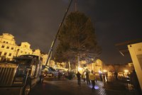 Vánoční strom už stojí na Staroměstském náměstí. V plné parádě se představí v sobotu