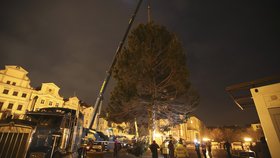 Košatý smrk, který měří 22 metrů, už od rána zdobí Staroměstské náměstí. Takto jej tam převáželi.