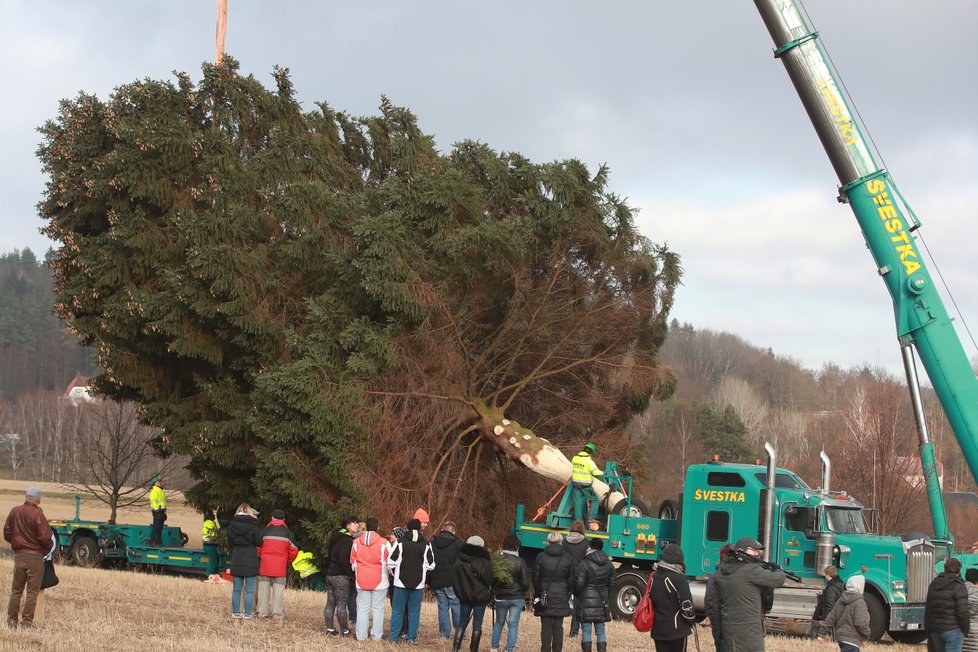 Takto probíhalo pokácení a převozu vánočního stromu pro Staroměstské náměstí z Rynoltic na Liberecku. Strom dorostl výšky 22 metrů a stár byl 61 let.