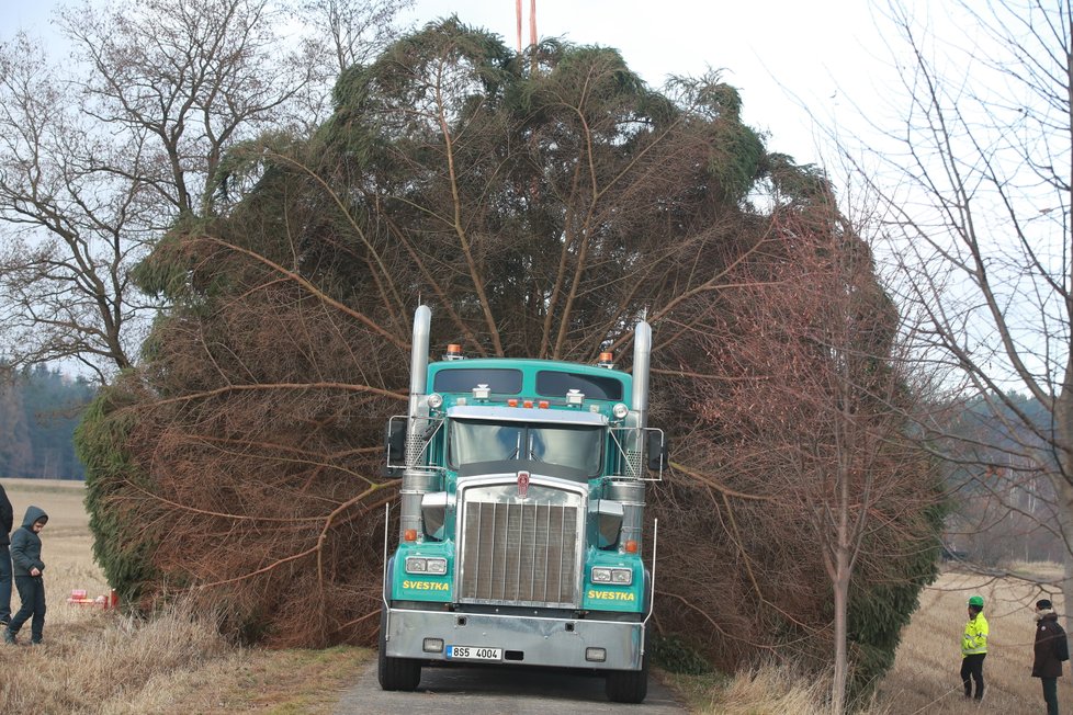 Načepýřený vánoční strom do Prahy odvezl americký truck Kenworth.