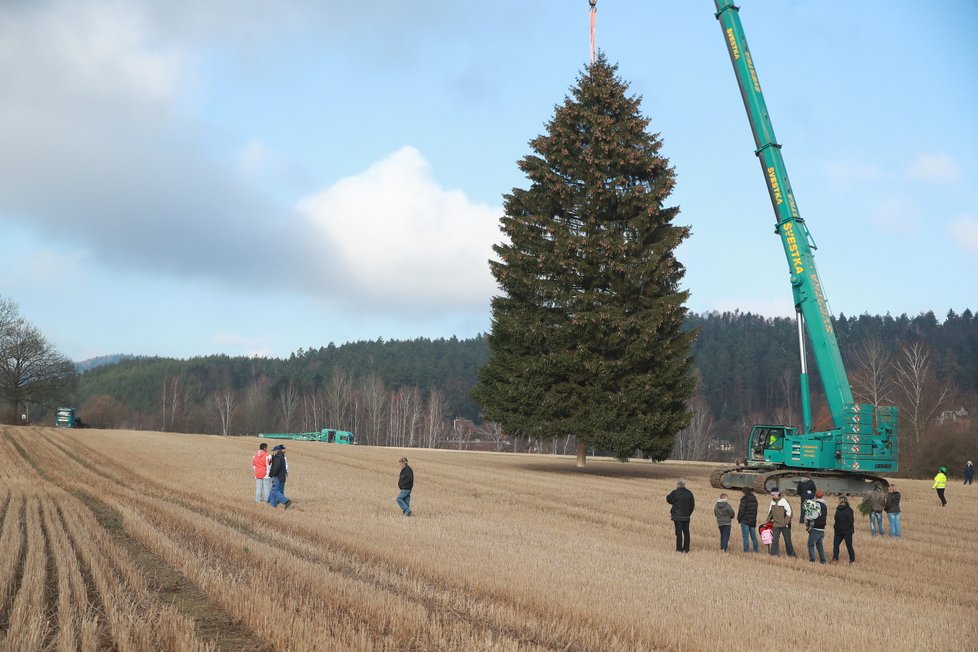 Mobilní jeřáb převezl strom píď po pídi přes pole.