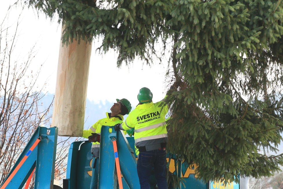 Takto probíhalo pokácení a převozu vánočního stromu pro Staroměstské náměstí z Rynoltic na Liberecku. Strom dorostl výšky 22 metrů a stár byl 61 let.
