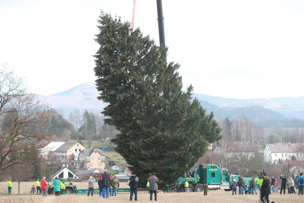 Takto probíhalo pokácení a převozu vánočního stromu pro Staroměstské náměstí z Rynoltic na Liberecku. Strom dorostl výšky 22 metrů a stár byl 61 let.