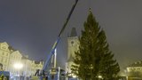 Unikát! V Praze už stojí oba vánoční stromy z České Kamenice. Zdobí Staromák a Václavák
