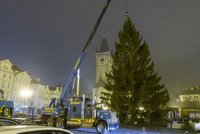 Unikát! V Praze už stojí oba vánoční stromy z České Kamenice. Zdobí Staromák a Václavák