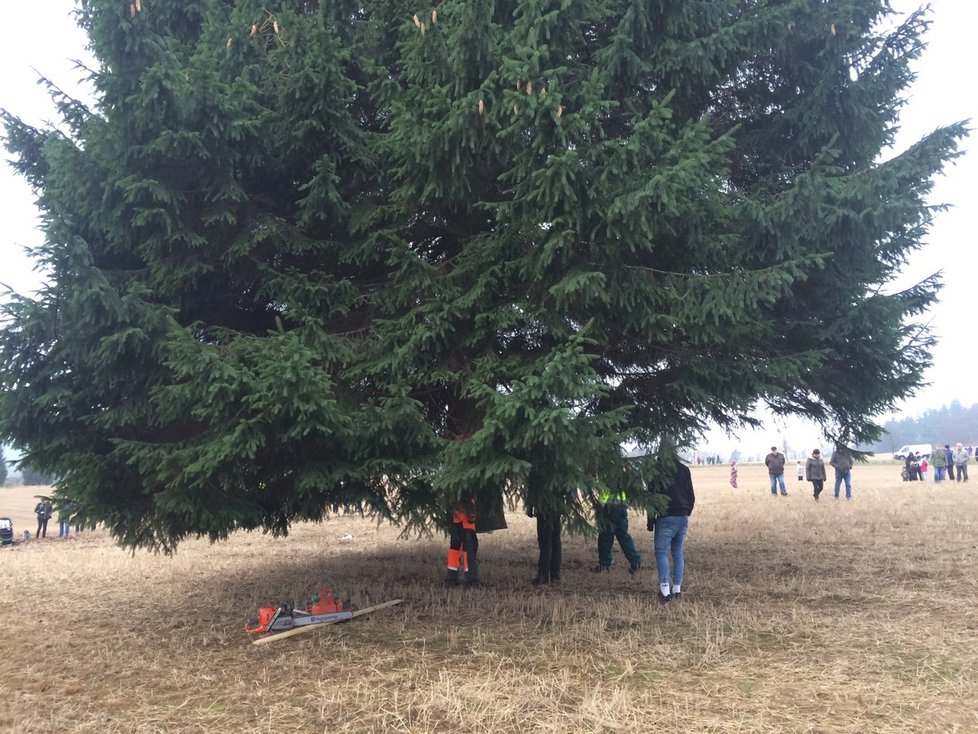 Vánoční strom pro Prahu letos pochází z Rynoltic u Liberce.