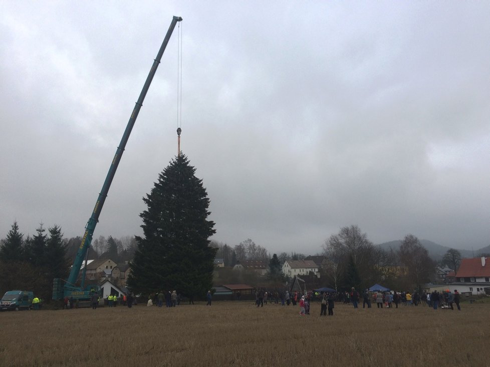 Vánoční strom pro Prahu letos pochází z Rynoltic u Liberce.