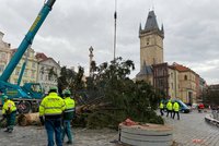Tečka za Vánocemi v Praze: Strom na Staromáku šel k zemi! Dřevo poslouží dětem z dětského domova