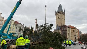 Tečka za Vánocemi v Praze: Strom na Staromáku šel k zemi! Dřevo poslouží dětem z dětského domova