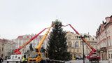 ŽIVĚ: Vánoční strom už stojí na Staroměstském náměstí! V noci ho vztyčili, podívejte se
