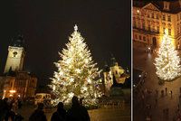 Hledá se vánoční strom pro Prahu! Ideální kandidát je vysoký zdravý smrk, tipaře čeká odměna