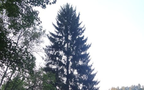 Strom zatím zdobí zahrádku poblíž Kladna. 