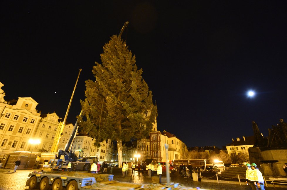 Vánoční strom loni putoval do Prahy z České Lípy.