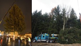 Vánoční strom, který rostl 70 let, věnoval hlavnímu městu kníže Jerome Colloredo-Mansfeld