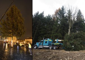 Vánoční strom, který rostl 70 let, věnoval hlavnímu městu kníže Jerome Colloredo-Mansfeld