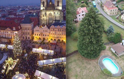 Vánoční trhy znají vítěze! Staroměstské náměstí rozzáří ztepilý smrk z Liberecka