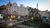 Druhý život vánočního stromu ze Staromáku: Vznikne z něj venkovní nábytek a jiné „nápaditosti“