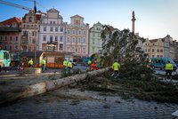 Druhý život vánočního stromu ze Staromáku: Vznikne z něj venkovní nábytek a jiné „nápaditosti“