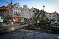 Druhý život vánočního stromu ze Staromáku: Vznikne z něj venkovní nábytek a jiné „nápaditosti“