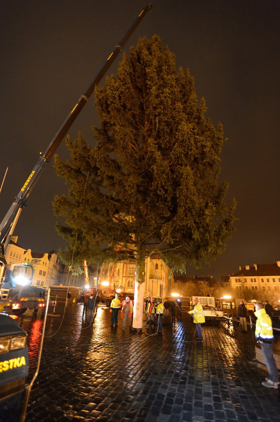 Praha má svůj vánoční strom: Smrk z Holoubkova