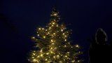Vánoční strom rozsvítí i pražská zoo: Vstupné v neděli odpoledne bude za korunu