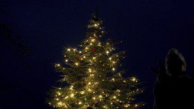 Zoo Praha také rozsvítí vánoční strom.