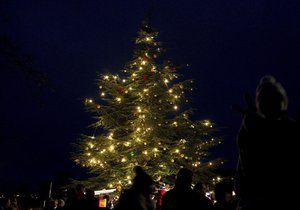Zoo Praha také rozsvítí vánoční strom.