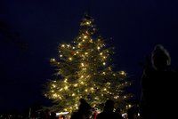Vánoční strom rozsvítí i pražská zoo: Vstupné v neděli odpoledne bude za korunu