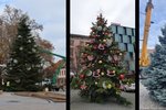 Vánoční stromy pro jižní Moravu.