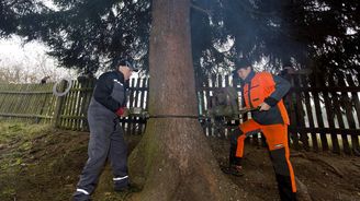 Vancouver bojuje s odlesněním: Chcete porazit strom na vlastním pozemku? Připravte si 19 000 korun a zasaďte náhradu