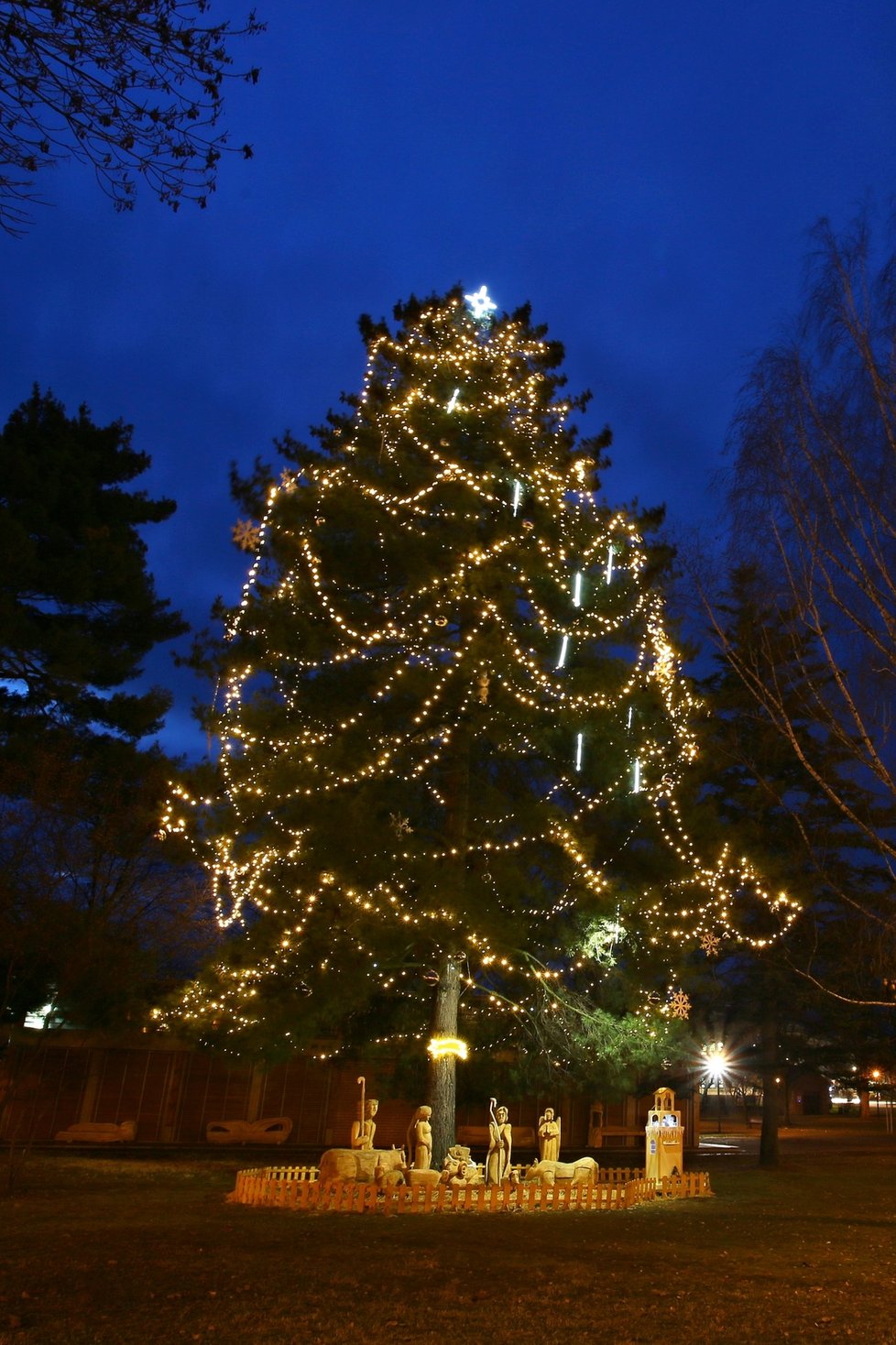 Břeclav je jediným okresním městem na jižní Moravě, která má Vánoční strom, který roste v parku. Využívá ho již několik let. Jedná se o borovici vejmutku. Slavnostní rozsvícení je naplánováno na neděli 28. listopadu.