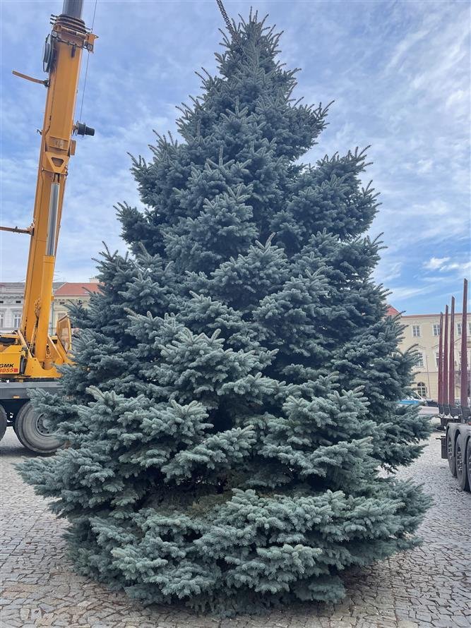 Hlavním vánočním stromem ve Znojmě je 13 metrů vysoký smrk stříbrný, který vyrostl v Oleksovicích. Na Masarykově náměstí se rozsvítí v neděli 28. listopadu v 16.45.