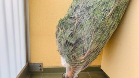 vánoční stromeček