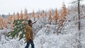Lesníci podnikají opatření proti krádežím stromů. (Ilustrační foto)