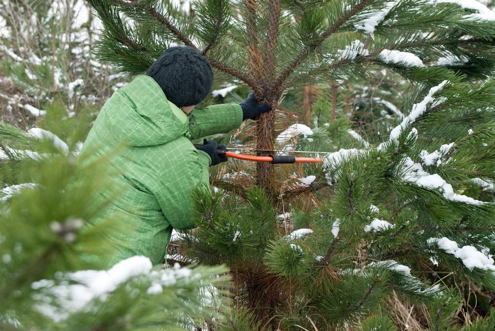Lesníci podnikají opatření proti krádežím stromů. (Ilustrační foto)