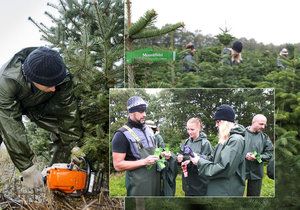 Přísní inspektoři kontrolují v Dánsku kvalitu vánočních stromků pro Česko a Slovensko.