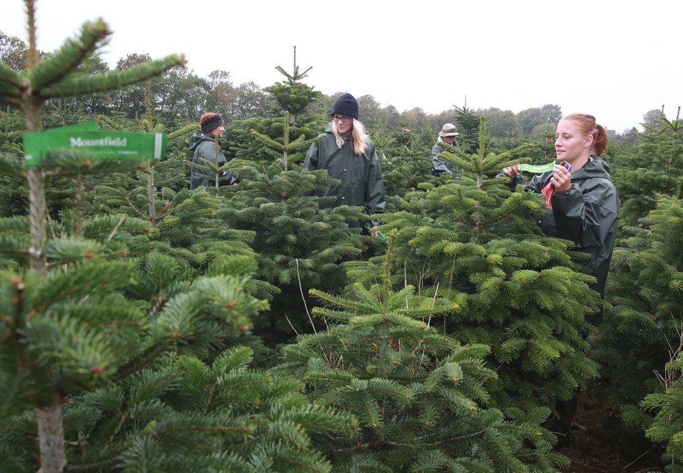 Přísní inspektoři kontrolují v Dánsku kvalitu vánočních stromků pro Česko a Slovensko.