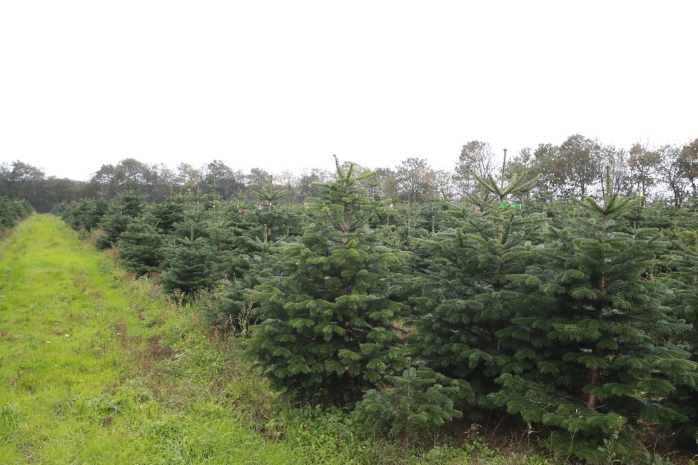 Ve středním pevninském Dánsku jsou plantáže úplně všude.Stromky, stromky, stromky...