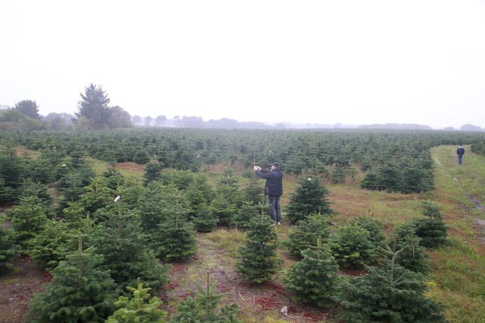 Ve středním pevninském Dánsku jsou plantáže úplně všude.Stromky, stromky, stromky...