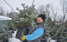 Vojtěch z Libochovic začal podnikat z lenosti: Půjčuje stromky na Vánoce