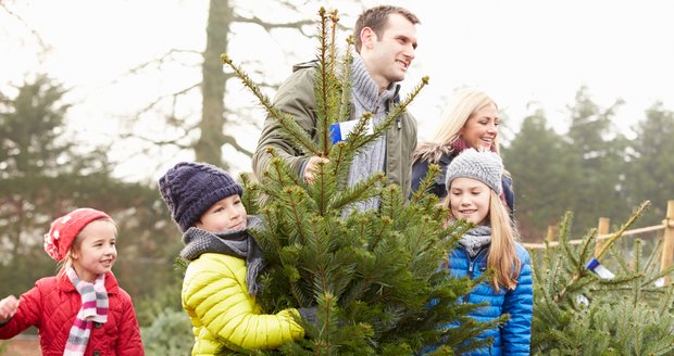 Smrk, jedle nebo borovička? Poradíme, jak vybrat vánoční stromeček!
